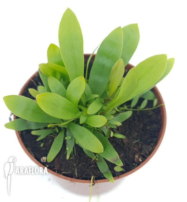 Utricularia longifolie ‘Starter’2