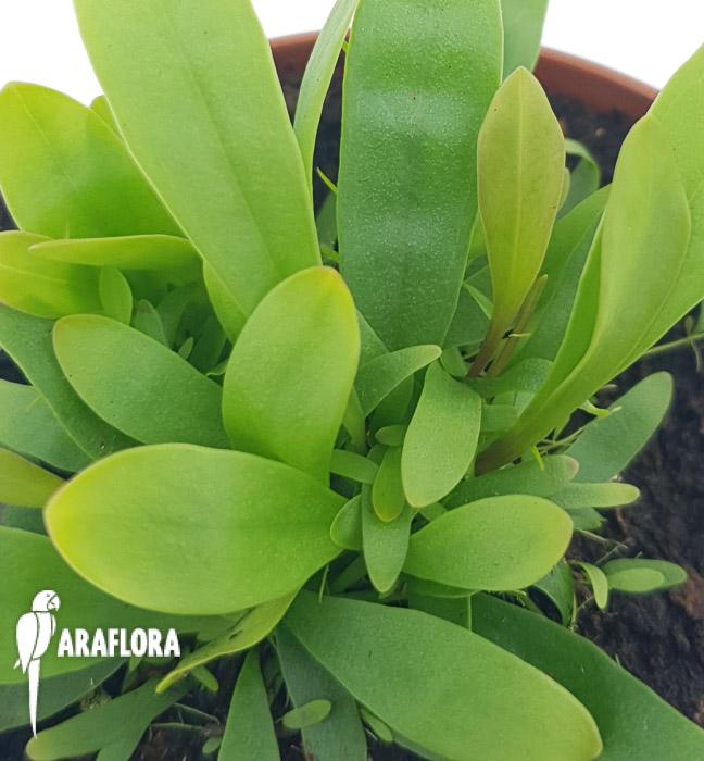 Utricularia longifolie ‘Starter’5