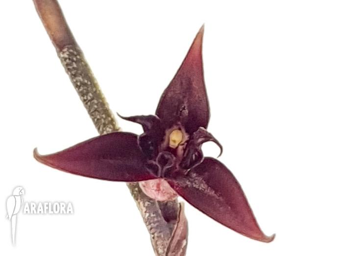 Pleurothallis anfracta