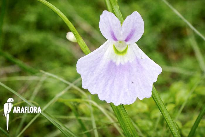 Utricularia sandersonii ‘Starter’